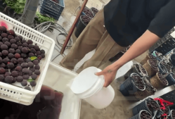 又一网红水果塌房消费者却无力心疼果农了